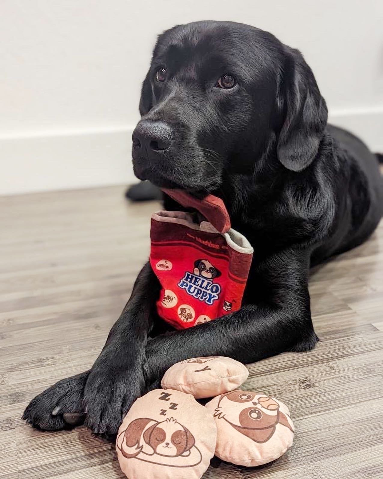 Hello Puppy 4 Piece Dog Toy