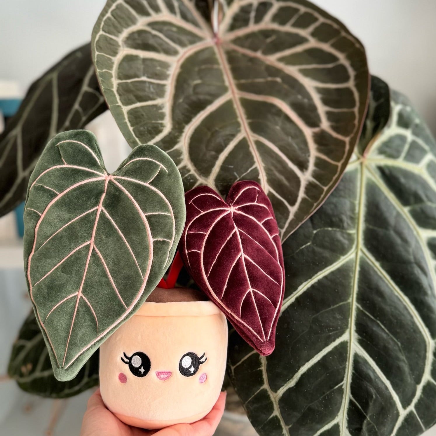 anthurium stekken Anthurium Red Crystallinum Plushie