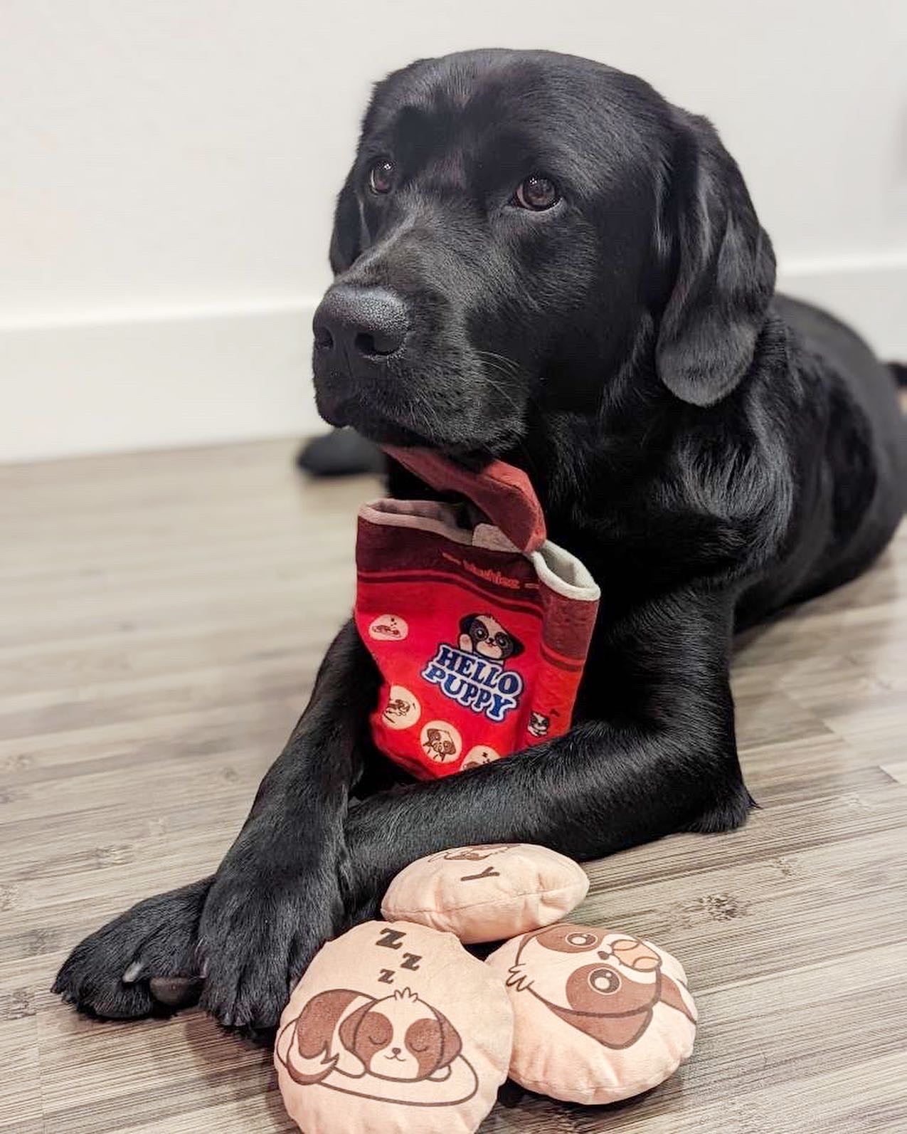 Morrisons clearance dog toys